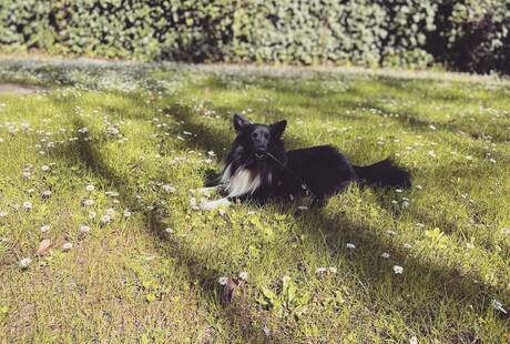 Alice Pet Sitter a Domicilio Monza e Brianza