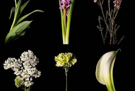 Alberto Manzella - Fotografo Professionista, Designer Grafico, Calligrafo Echi di Carta